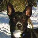 Bogie was adopted in April, 2003